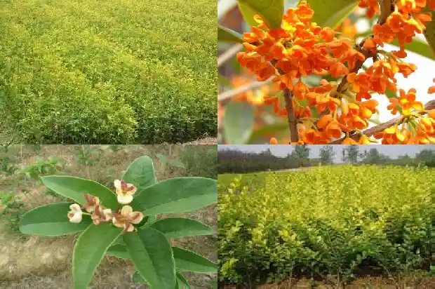 教室门口的桂花树好吗1684285508605