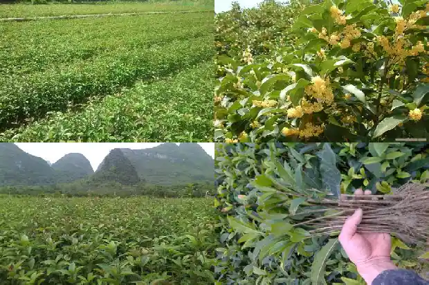 教室门口的桂花树好吗1684285508653