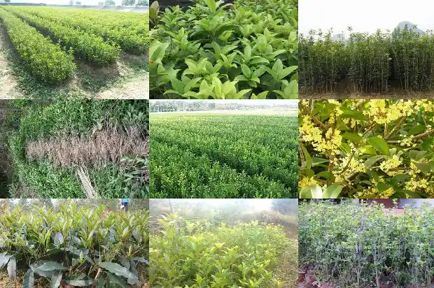 开满桂花的校园怎么写1684285520116