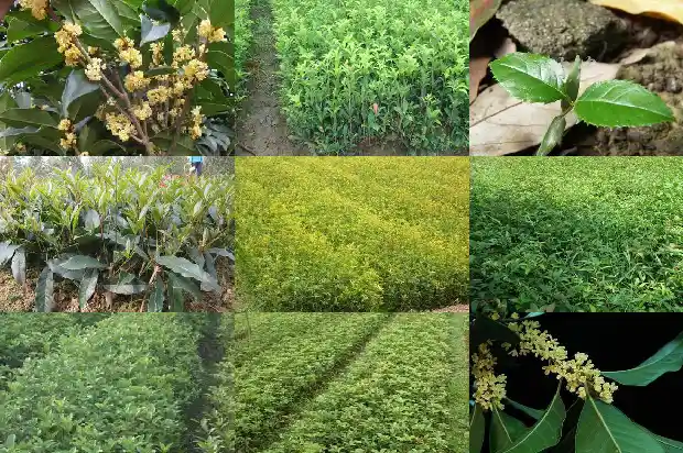 开满桂花的校园怎么写1684285520164