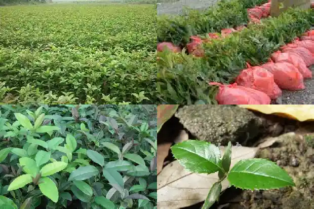 开满桂花的校园怎么写1684285520260