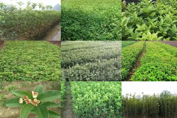求买桂花树1689838384899
