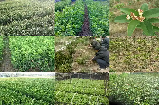 桂花树可以种在院内吗风水好吗1684285539289