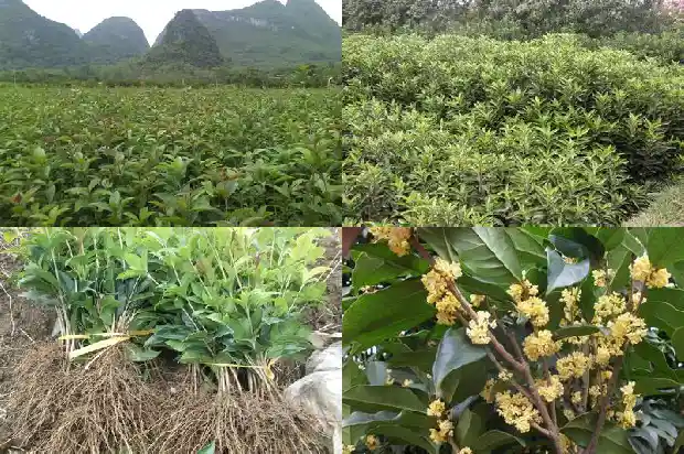 桂花树可以种在院内吗风水好吗1684285539337