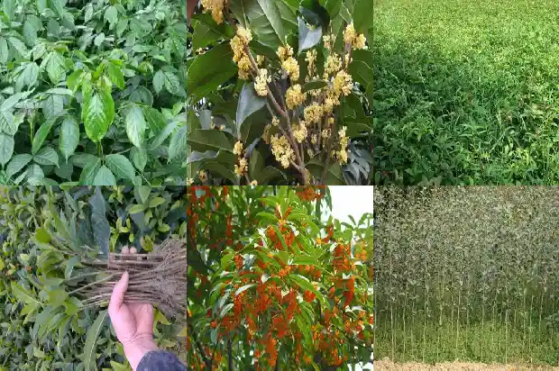 桂花树长的快吗能活吗多少年1690591200509