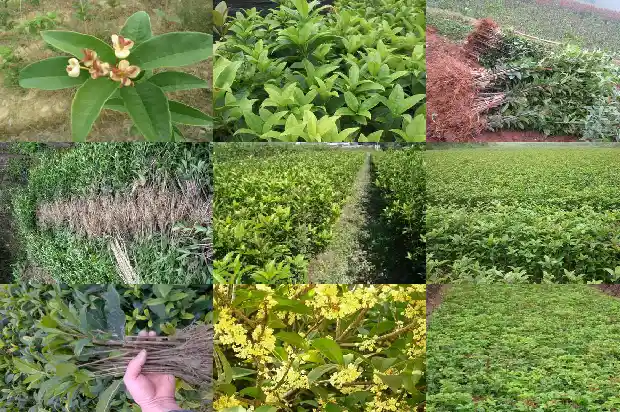 院里能栽桂花树吗风水好吗1684285567713