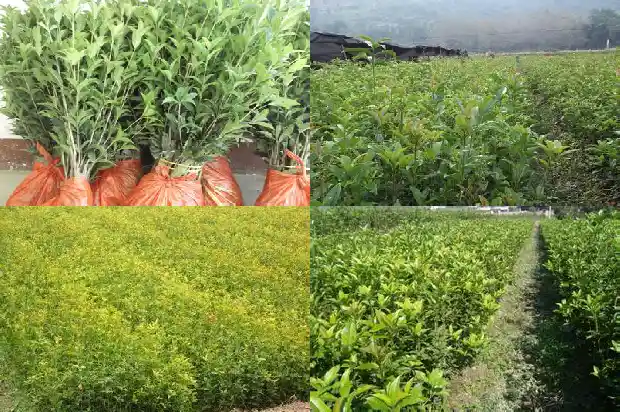 院里能栽桂花树吗风水好吗1684285567856