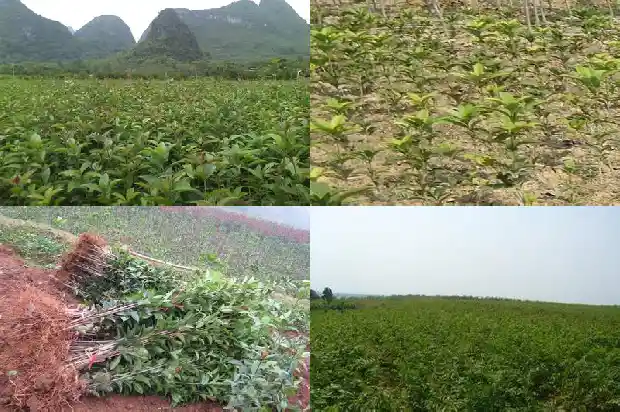 院内能栽桂花树吗1684285577058