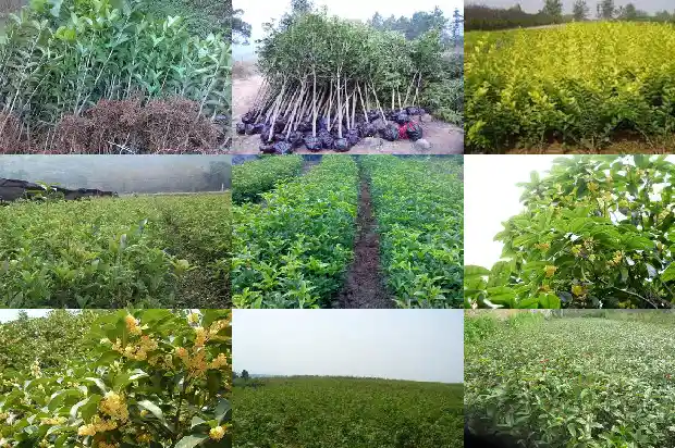 院内能栽桂花树吗1684285577154