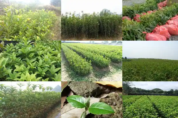 桂花树可以在院子里种吗北方1684285603992
