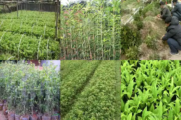 桂花树可以在院子里种吗北方1684285604039
