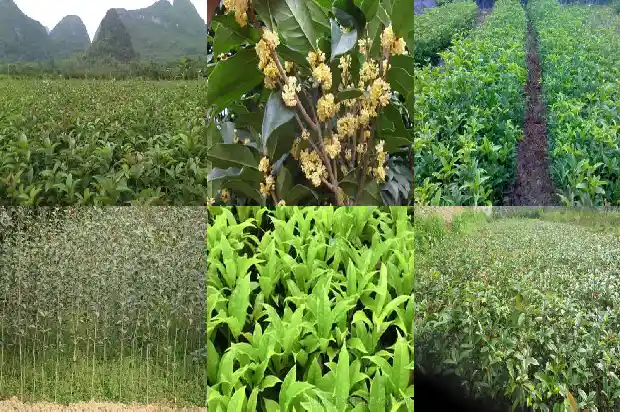 院里为什么不能种桂花树苗呢1684368524431