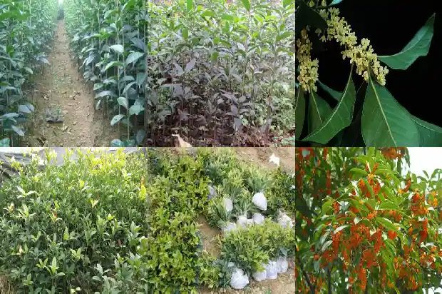 院里为什么不能种桂花树苗呢1684368524440
