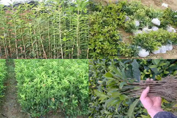 桂花树要怎么种植1684368722263