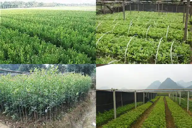 桂花树哪里不能种在家里呢1684368775282