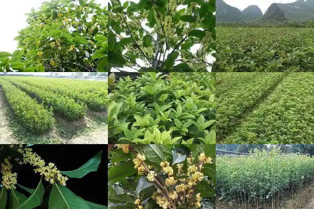 桂花树哪里不能种在北方呢1684368805786
