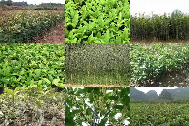 桂花树哪里不能种在北方和南方1684368832629