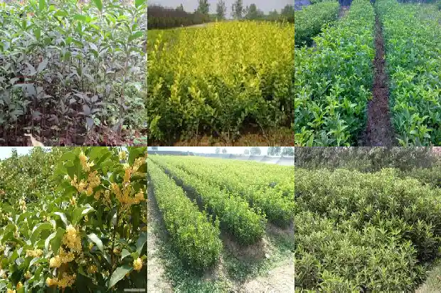 桂花树哪里不能种在北方和南方1684368832725