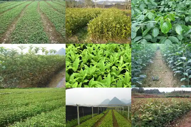 桂花树什么地方不能栽种1684368861601