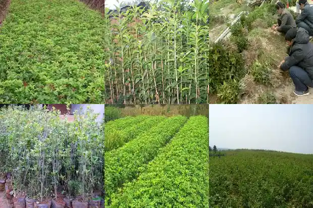 桂花树什么地方不能栽种1684368861647