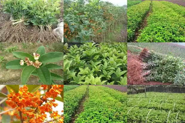桂花树什么地方不能栽种1684368861692