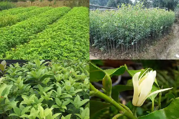 桂花树不能栽在哪里1684368908562