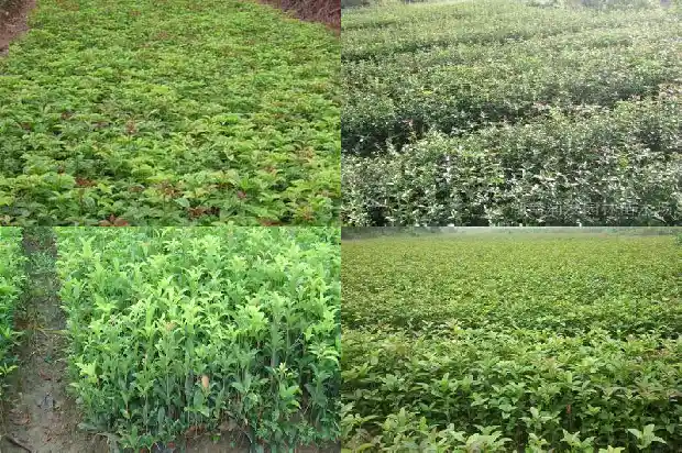 桂花树不能栽在哪里1684368908610
