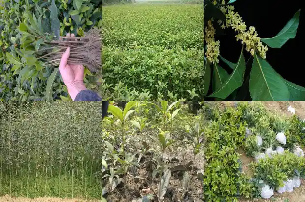 桂花树不能栽在哪里1684368908658