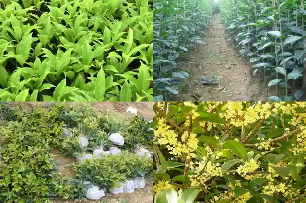 桂花树何时栽种1684368959813