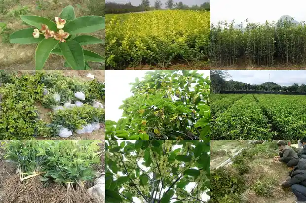 桂花树何时栽种1684368959861
