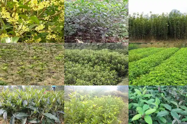 桂花树家里能种吗风水好吗1684368983759