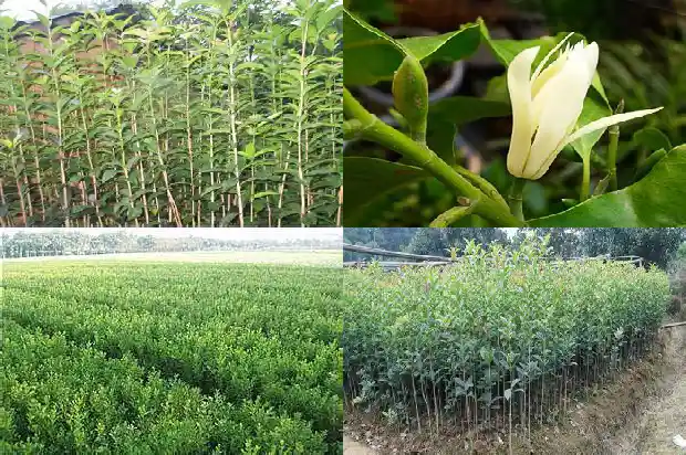 家里面能种桂花树吗1684369007541