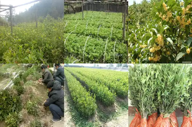 桂花树能种吗风水好吗1684369026937