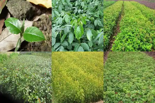 桂花树价格一般多少钱一盆1689577254471