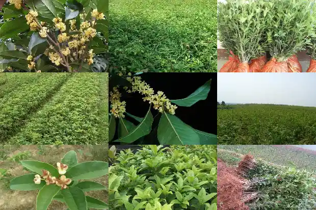 桂花树能种吗在家里1684369048070