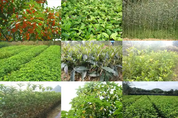 桂花树能种吗在家里1684369048118