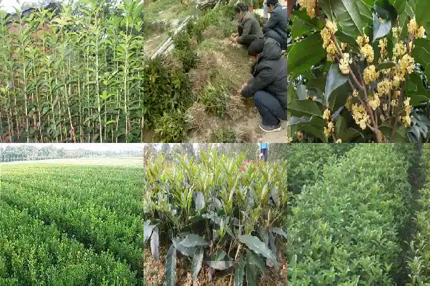 桂花树能种吗在家里1684369048166