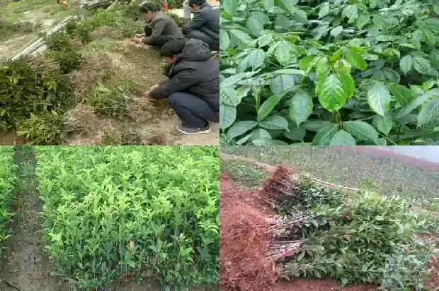 桂花树能种吗在家里1684369048214