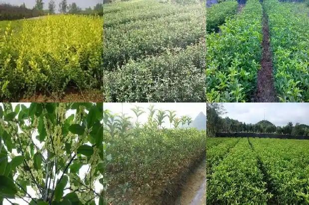为什么小区里都种桂花树1684369067981