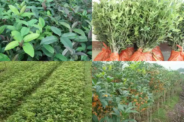 小区里种着什么样的桂花树1684369089273