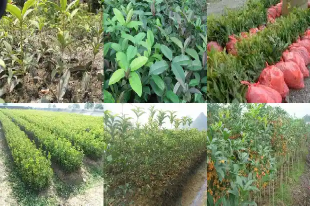 小区里种着什么样的桂花树1684369089320