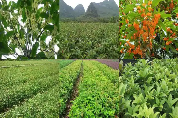 花园里可以种桂花吗1684369121423