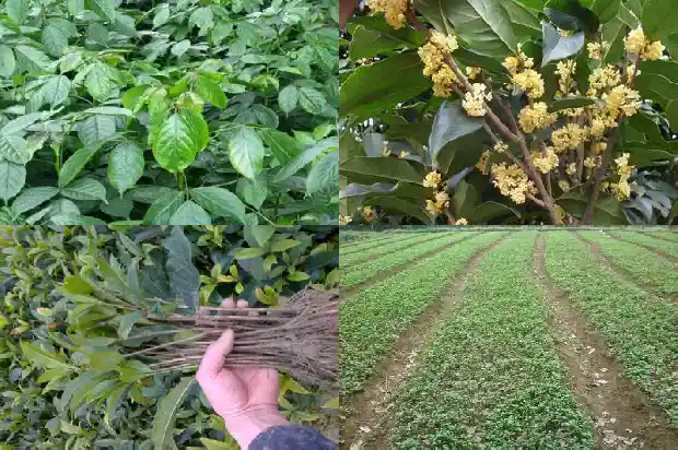 花园里可以种桂花吗1684369121470