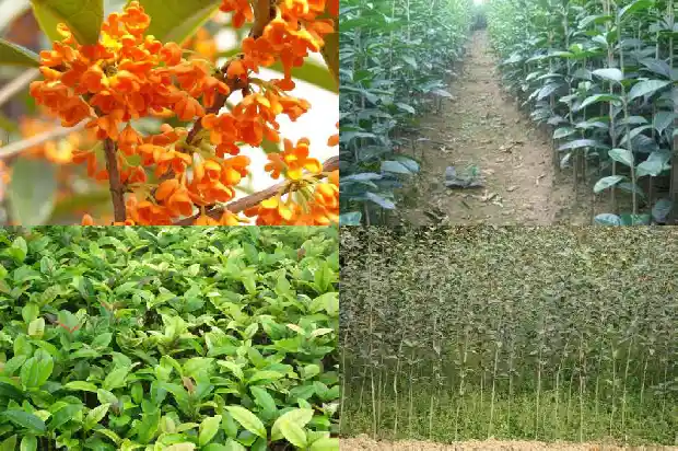家里为什么不能种桂花 有哪些禁忌1684369141372