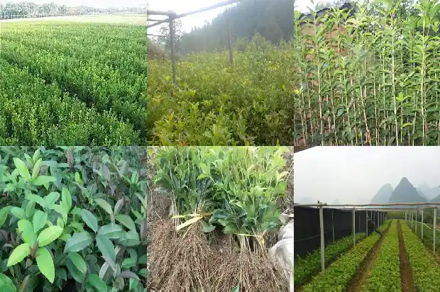 家里为什么不能种桂花 有哪些禁忌1684369141420
