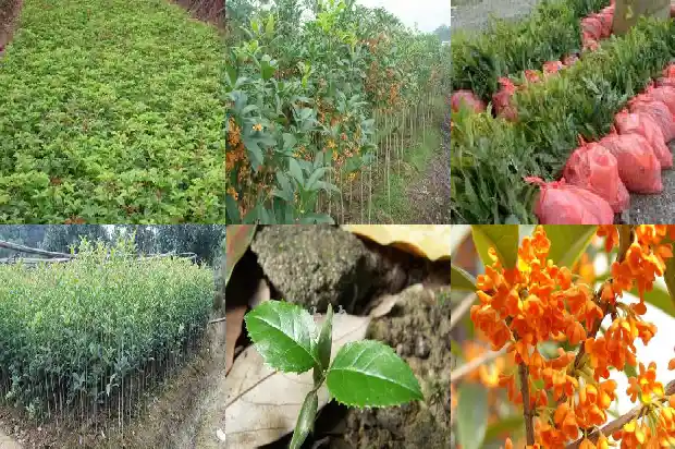 家里不能种桂花吗1684369161093