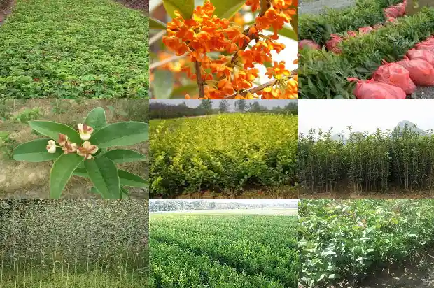 家里不能种桂花吗1684369161141
