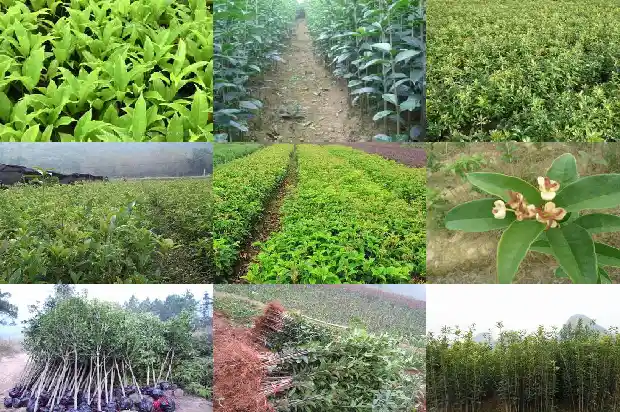家里不能种桂花吗1684369161187