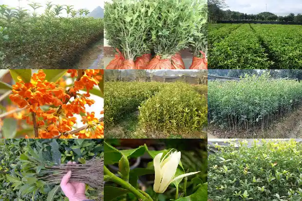 家里不能种桂花吗1684369161235