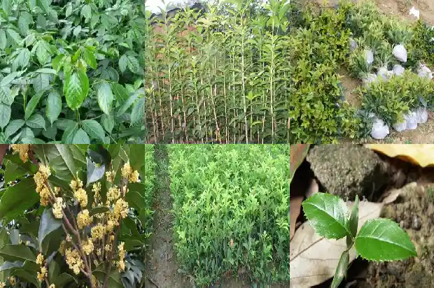 桂花喜欢什么1684369249625
